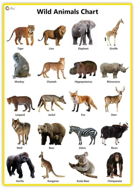 Animals Names In English, Colouring Sheets For Kids, Animals Name With Picture, Animals Name List, Animal Chart, Wild Animals List, Chart Drawing, Learning Hacks, Wild Animals Drawing