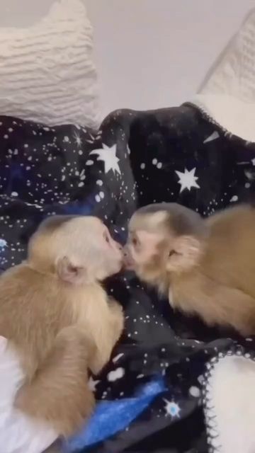 Fantastic Monkeys🐒💗 on Instagram: "They are in love🙈💓 Follow us for more @monkeys_fantastic😍 Like & comment if you love monkeys🐒 Credit : adorable.monkey -Tags- #monkey #cutemonkey #spidermonkey #fingermonkey #capuchin #capuchinmonkey #monkeybusiness #cheekymonkey #zoo #zoomonkey #monkeyvideos #monkeysofig #monkeysofinstagram #reels #monkeyreel #monkeyreels #babymonkey #primates #primate #animalvideos #🐒 #monkeyface"