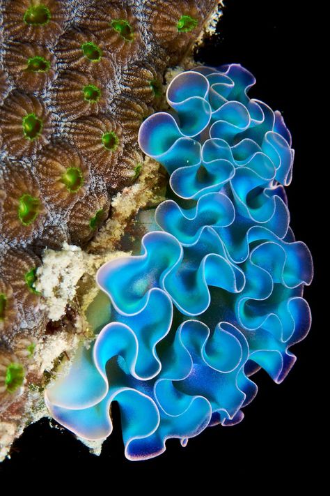 Bawah Air, Fauna Marina, Underwater Photographer, Beautiful Sea Creatures, Sea Slug, Underwater Creatures, Underwater Life, Water Life, Slug