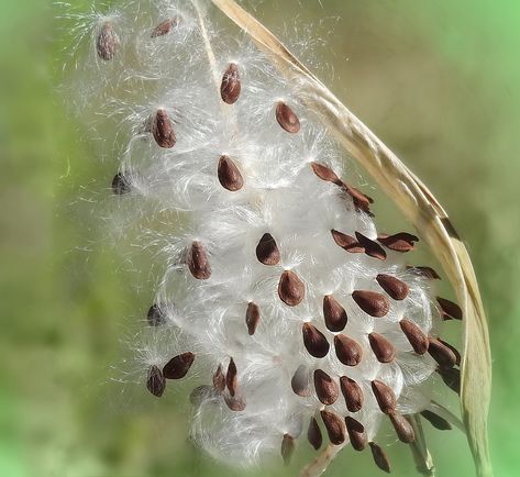 https://flic.kr/p/2isLrmD | The wonders of seeds | Milkweed seeds hang on the white fluff for a fresh start. Butterflies love these plants. Milkweed Seeds, Nature Art, Seeds, Wonder, Plants