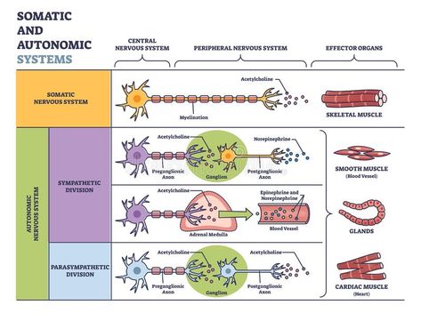 Nervous System Diagram, Sympathetic And Parasympathetic, Nerve Structure, Types Of Neurons, Nervous System Anatomy, Nerve Anatomy, Enteric Nervous System, Peripheral Nervous System, Pa School