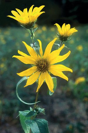 Woodland Sunflower, Wetland Plants, Prairie Nursery, Woodland Cottage, Asclepias Tuberosa, Planting Sunflowers, Tall Flowers, Mid Summer, Pollinator Garden