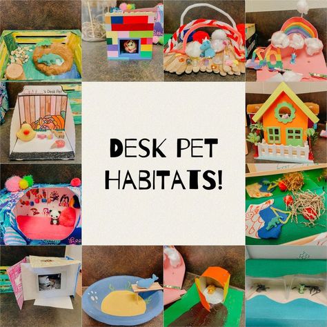 Emily on Instagram: “✨ Desk Pet Habitats ✨ (swipe to see close ups) I send home a letter about desk pets in the beginning of the year and ask families to work…” Desk Pets, Classroom Pets, Desk Pet, Classroom Accessories, Classroom Images, Creative Writing Activities, Animal Erasers, Class Pet, Classroom Management Techniques