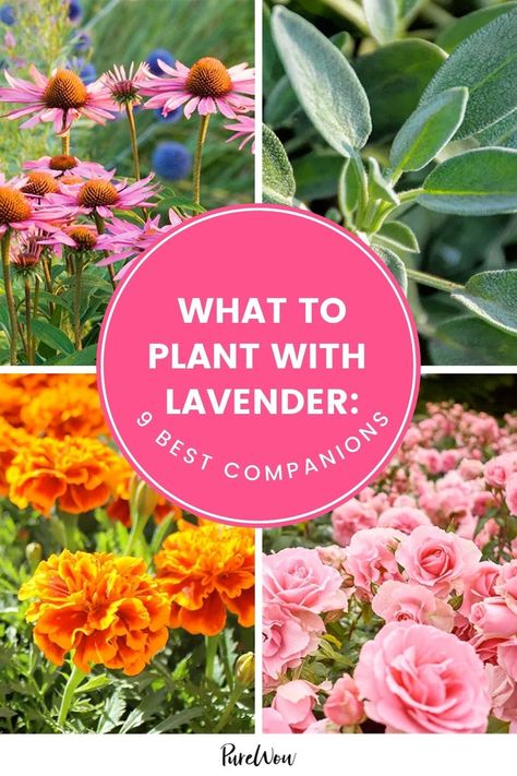 What to Plant with Lavender: 9 Best Companions What To Plant With Lavender, Plant With Lavender, Lavender Companion Plants, Lavender Planters, Lavender Bedding, Best Perennials, Backyard Flowers, Lavender Garden, Aromatic Plant