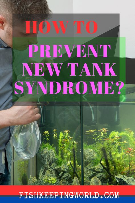 Ever heard of New Tank Syndrome? Fish Keeping World wants you to understand that putting a fish into a tank of water is not as easy as you think. Aquarium conditions are very specific, otherwise, your fish won’t stand a chance of thriving for very long. To avoid unnecessary suffering, incorporate proper marine home maintenance and other basic tips to reduce, and even eliminate any stress on your fish as well as ease any transitions to keep your fish happy. Check out our report... Nutrient Cycle, Biotope Aquarium, Fish Keeping, Saltwater Fish Tanks, Diy Fish Tank, Aquarium Setup, Fishing For Beginners, Aquascape Aquarium, Natural Ecosystem