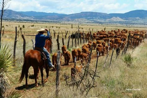 . Cowboy Photos, Herding Cattle, Bucking Bulls, The Cowboy Way, Cowboy Life, Cattle Drive, Physics Notes, Real Cowboys, Cowboy Stuff