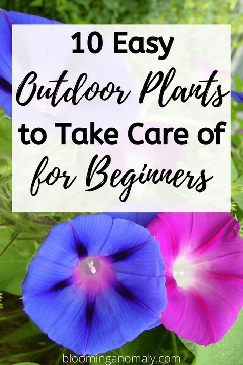 10 Easy Outdoor Plants to Take Care of for Beginners - Blooming Anomaly Easy Outdoor Plants, Take Care Of Plants, Flowering Shade Plants, Seed Starting Soil, Plants For Beginners, Plant App, Garden Problems, Growing Sunflowers, Flowering Bushes