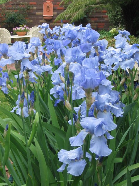 Dry Riverbed Landscaping, Blue Iris Flowers, Perennial Bulbs, Blue Iris, Iris Garden, Garden Bulbs, Shabby Flowers, Nothing But Flowers, Blue Garden