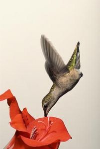 Top 10 Plants for Hummingbirds Homemade Hummingbird Feeder, Sugar Ants, Butterfly Feeders, Pollinating Flowers, Butterfly Feeder, Hummingbird Food, Hummingbird Nectar, Hummingbird Plants, Glass Hummingbird Feeders