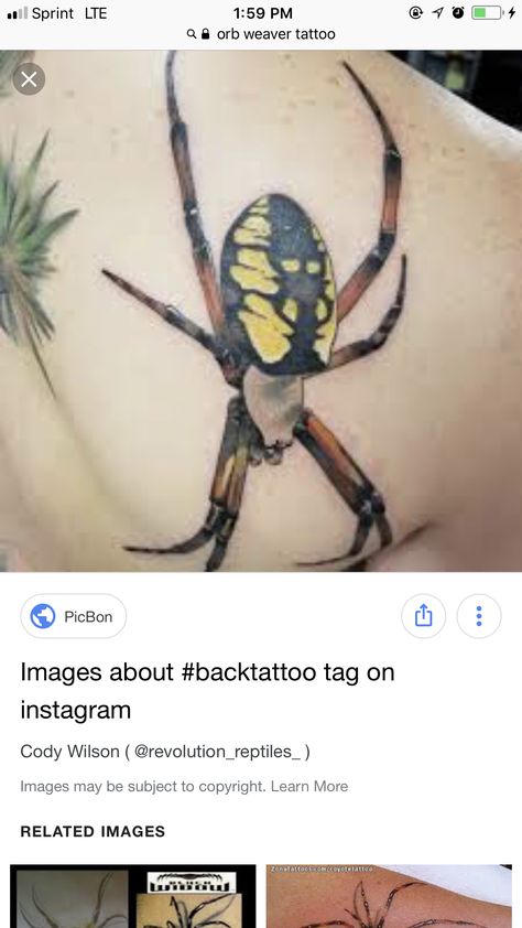 Orb Spider Tattoo, Orb Weaver Tattoo, Garden Spider Tattoo, Orb Weaver Spider Tattoo, Spiders Tattoo, Orb Weaver Spider, Orb Weaver, Garden Spider, Spider Tattoo