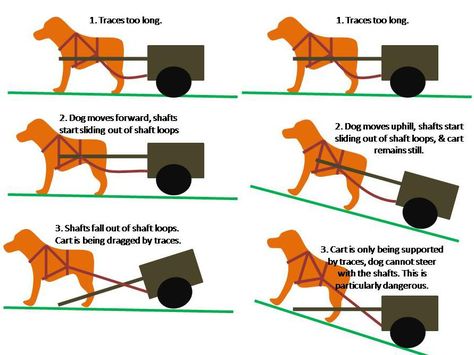 Dog Carting, Dogs With Jobs, Dog Cart, Dog Equipment, Dog Trailer, Dog Sled, Dog Parks, Sharp Nails, Farm Dogs