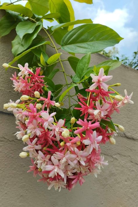 Tropical Courtyard, Rangoon Creeper, Wild Garden, Indian Flowers, Nothing But Flowers, Charming Garden, Backyard Garden Design, Tropical Theme, Nature Plants