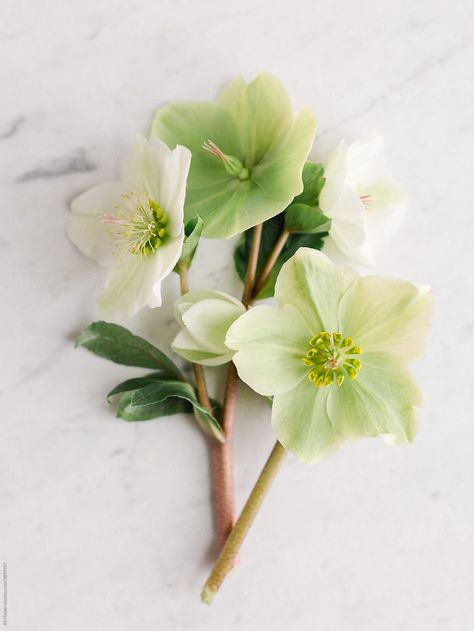 Hellebores Tattoo, Hellebore Flower Tattoo, Hellebore Drawing, Hellebore Green, Hellebore Boutonniere, Hellebores Flower, Hellebore Tattoo, Hellebore Bouquet, Green Hellebore