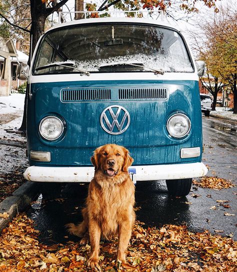 Vw Minibus, Chien Golden Retriever, Combi Volkswagen, Vw Vintage, Vintage Vw, Dog Travel, Senior Dog, Golden Retrievers, Vw Bus