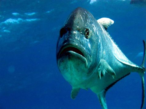 Giant Trevally, Ulua Trevally Fish, Giant Trevally, Hawaii Pictures, Salt Water Fishing, Salt Water Fish, Ocean Tattoos, Underwater Sea, Offshore Fishing, Eat My