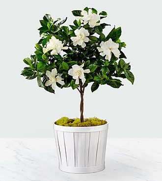 Pure & Simple Gardenia Topiary Gardina Flowers, Gardenia Care, Gardenia Trees, Gardenia Plant, Large Trees, Topiaries, Blooming Plants, Same Day Flower Delivery, Garden Care