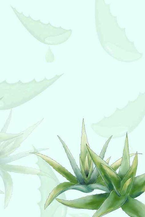 Aloe Vera Wallpaper, Aloe Vera Background, Aloe Vera Gel Forever, Fresh Aloe Vera Gel, Green Leaf Background, Fresh Aloe Vera, Promotional Poster, Plant Background, Blue Sky Background