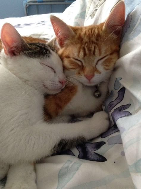 Cat Duo Aesthetic, Duo Aesthetic, Cat Couples, Cats Cuddling, Cat Duo, Arte Aries, Cats In Love, Cat Hug, Cat Couple