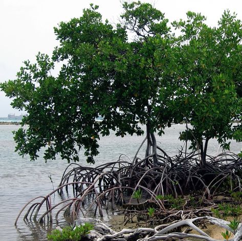 Red Mangrove Seeds Red Mangrove Trees, Red Mangrove, Mangrove Trees, Evergreen Groundcover, Purple Bouquets, Outdoor Ponds, Banner Design Inspiration, Rare Seeds, Heirloom Vegetables