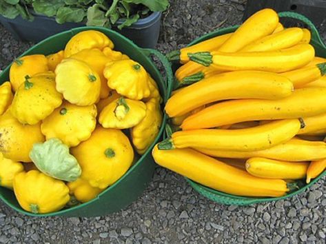 When squash starts coming in, it can be overwhelming to think of what to do with it all. Putting squash in your freezer is a great solution, and it is so easy! You will be able to enjoy all that goodness year-round. Freeze Squash, Best Squash Casserole Recipe, Freezing Yellow Squash, Freezing Squash, Garden Squash, Pan Squash, Growing Zucchini, Freezing Vegetables, Squash Casserole Recipes