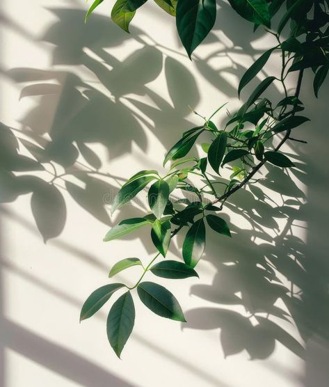 Shadow of Plant on Wall stock photography Blue And White Art, Shadow Plants, Photography Wall, The Shadow, Plant Wall, Stock Photography, Photo Image, Blue And White, Stock Photos