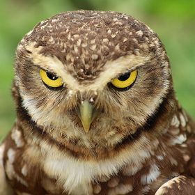 Angry owl Scary Owl, Owl Medicine, Angry Owl, Saw Whet Owl, Burrowing Owl, Owl Wallpaper, Barred Owl, Brown Bird, Owl Pictures