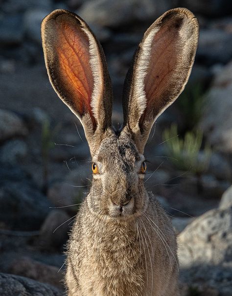 Jack Rabbit Senses the World, Steve Koskella | Second Place,… | Flickr Desert Rabbit, Anza Borrego, Animal Photography Wildlife, Rabbit Photos, Photography Wildlife, Oc Stuff, Jack Rabbit, Human Reference, Visit California