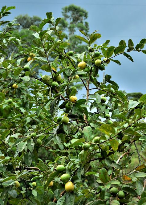 Guava, Wild Florida (Psidium guajava) Rare Fruits, Wild Florida, Guava Plant, Guava Tree, Guava Leaves, Guava Fruit, Backyard Plants, Home Grown Vegetables, Banana Plants