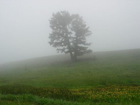 Foggy Grass Field, A Quick One Before The Eternal Worm, Foggy Meadow, Misty Field, Foggy Hills, Foggy Field, Field Aesthetic, Goose Bumps, Counties Of England