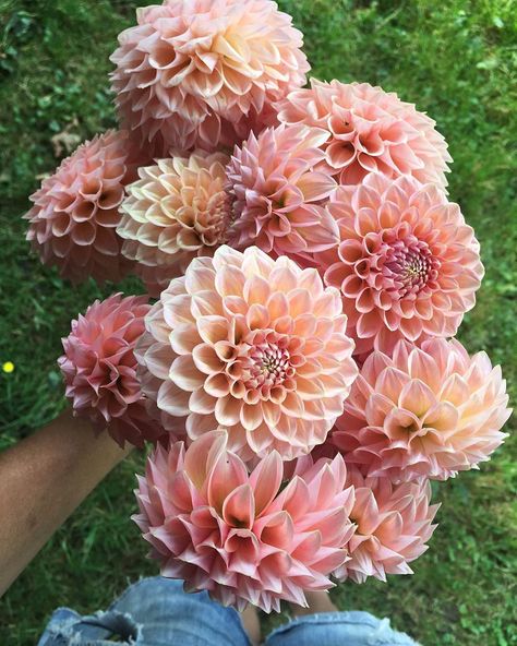 Coralie Dahlia, Nicholas Mosse Pottery, Nicholas Mosse, August Flowers, Calming Pictures, Dahlias Wedding, Dahlia Bouquet, Garden Life, Flower Farmer