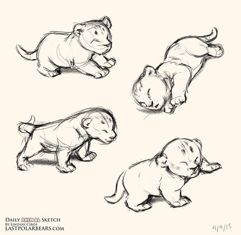 Daily_Animal_Sketch_180                                                                                                                                                                                 More Drawings Of Wild Animals, Lion Poses Drawing, Animal Study Sketch, Lion Base Drawing, Lion Drawing Reference, Bear Cub Drawing, Lion Cub Drawing, Cute Lion Drawing, Lion Doodle