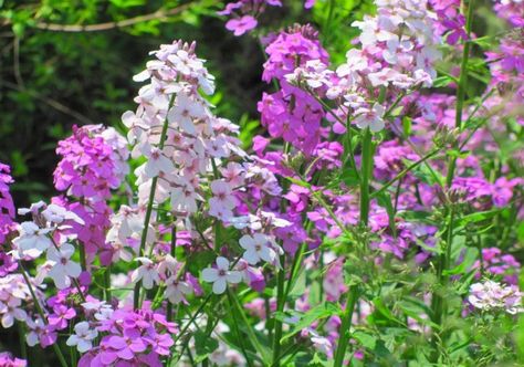 Tall Phlox, Flocks Flower, Phlox Plant, Blooming Perennials, Plants Tips, Phlox Flowers, Creeping Phlox, Garden Growing, Growing Gardens