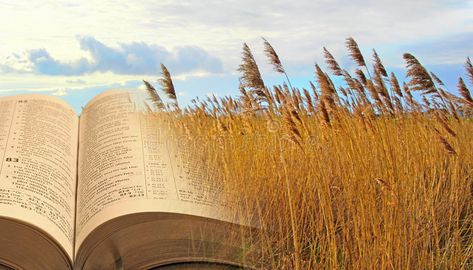 The fields are white for harvesting. Concept photo of open bible with field of w #Sponsored , #SPONSORED, #paid, #white, #Concept, #bible, #harvesting Field Of Wheat, Parables Of Jesus, Open Bible, God Speaks, Jesus Today, Spiritual Truth, Christian Blogs, Keynote Template, Bible Journaling