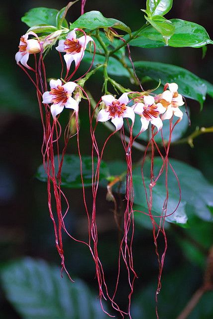 Strophanthus preussii [Corkscrew Flower, Poison Arrow Vine, Spider Tresses, Tassel Vine] Apocynaceae by tuis, via Flickr Space Plants, Poison Arrow, Flowers Hanging, Orchid Plant, Poisonous Plants, Unusual Plants, Unusual Flowers, Rare Flowers, Unique Flowers