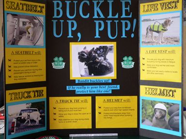 4-H educational Poster Ideas | Bandit Featured In Winning Canadian 4-H Display Science Project Board, Tri Fold Poster Board, Trifold Board, Tri Fold Poster, 4 H Club, Poster Presentation, Health Fair, Classroom Transformation, Project Presentation