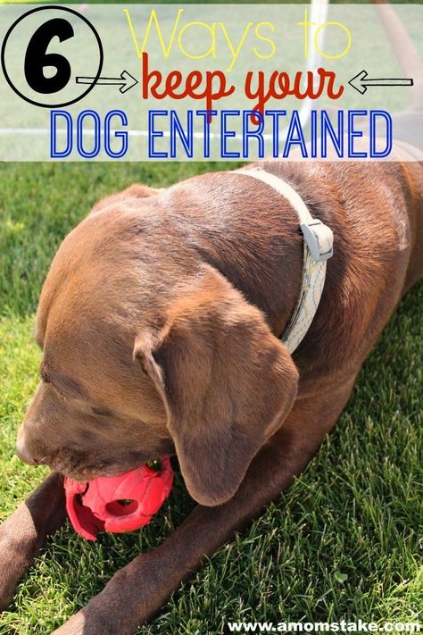 6 Ways to Keep Your Dog Entertained - perfect to keep your pet happy, burn that excess energy, and keep them healthy and fit!  via @amomstake Dog Entertainment, Destructive Behavior, Clever Dog, Dog Enrichment, Dog Games, Mental Stimulation, Dog Nutrition, Cute Dog Pictures, Boredom Busters