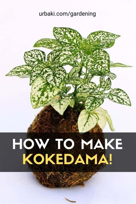 Learn how to make a Kokedama! If you want to bring more plant life into your home why not try making Kokedama? It is a Japanese bonsai technique that features a plant growing in a ball of moss. This is a fun project to make in an afternoon. #urbakigardening #gardening #kokedama #kokedamaguide #easykokedama Bonsai For Beginners, Japanese Moss Balls, Garden Bonsai Tree, Bonsai Care, Bonsai Techniques, Japanese Bonsai, Moss Balls, Plant Growing, Bonsai Garden