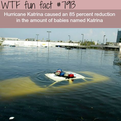 Hurricane Katrina - WTF fun facts Random Facts, The More You Know, Faith In Humanity, Your Brain, Fun Fact, Things To Know, Funny Facts, Mind Blown, Trivia