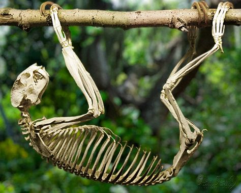 #Sloth Skeleton - Great articulated skeleton for Natural Science Illustrators Sloth Skeleton, The Bone Collector, Three Toed Sloth, Bleach Funny, Science Illustration, Animal Anatomy, Anatomy For Artists, Animal Bones, Medical Illustration