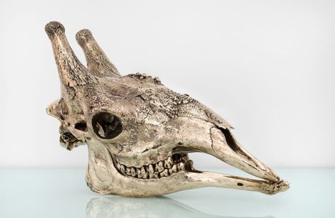 Giraffe Skull, Sherrie Levine, Shark Sculpture, Art Quiz, Postmodern Art, Art Newspaper, Animal Skull, Jasper Johns, 3d Images