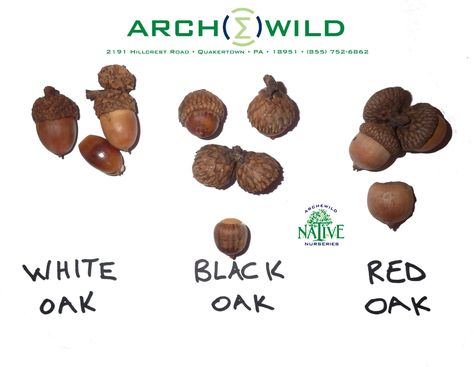 White Black Red Oak Acorn Identification - ArcheWild - Architects of Wild Spaces Acorn Tattoo, Oak Acorn, Old Farm, Oak Tree, Red Oak, Native Plants, White Oak, Botanical Prints, Maryland