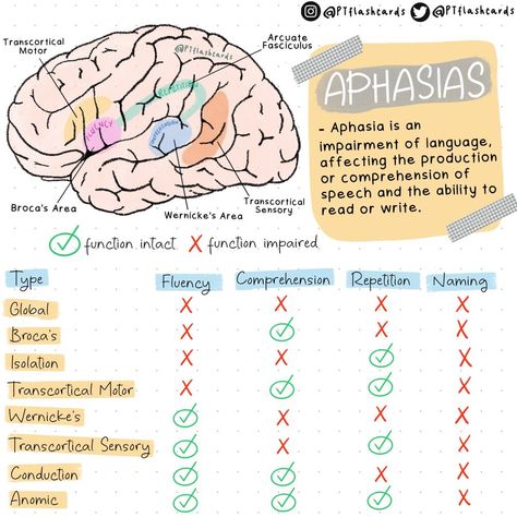 (1) PT flashcards på X: «APHASIA ✨ - Aphasia is an impairment of language, affecting the production or comprehension of speech and the ability to read or write. References: De Lisa, 2010. #Aphasias #PhysicalTherapy #PTknows #PTstudygram #MedicalFacts #Studygram #PTreviews #Medicine https://t.co/b6EBdvPQlK» / X Wernicke's Area, Family Nurse Practitioner, Study Essentials, Medical Facts, Medical Studies, Medical Knowledge, Neurology, Primary Care, Study Materials