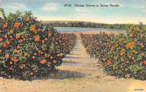 70s Florida Aesthetic, Old Florida Aesthetic, Vintage Florida Photography, Old Florida Architecture, Film Technique, Florida 1950s, Orange Grove, Florida Oranges, Florida Style