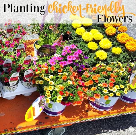 Flowers For Chickens To Eat, Flowers For Chicken Coop, Chicken Friendly Landscaping, Flowers To Plant Around Chicken Coop, Flowers Around Chicken Coop, Chicken Coop Flowers, Flowers For Chickens, Plants For Chickens, Chicken Rearing