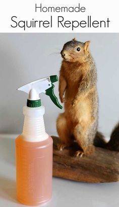 Squirrel Repellant, Get Rid Of Squirrels, Repellent Diy, Outside Fall Decor, Garden Remedies, Garden Pest Control, A Squirrel, Home Vegetable Garden, Garden Yard Ideas