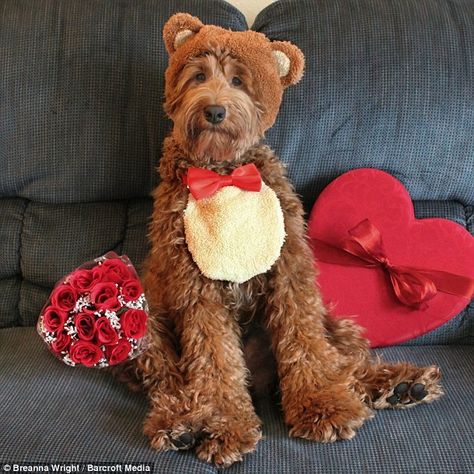 Loved up: Oliver is dressed up as the perfect Valentine's day gift, complete with chocolat... Golden Doodle Costumes, Teddy Bear Costume, Giant Teddy Bear, Dog Treat Bag, Teddy Bear Cakes, Dog Modeling, Goldendoodle Puppy, Dog Halloween Costumes, Dog Silhouette