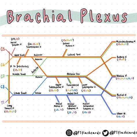 Necrosis Pathology Notes, Brain Functions Diagram, Advanced Pathophysiology, Autonomic Nervous System Pharmacology, Pathophysiology Neurology, What Is Intelligence, Biology Projects, Studying Life, Neurology