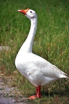 Goose Anatomy, Duck Side Profile, Duck Reference Photo, Goose Reference, Reference Photos Animals, Goose Portrait, Goose Photography, Goose Pictures, Animal Reference Photos