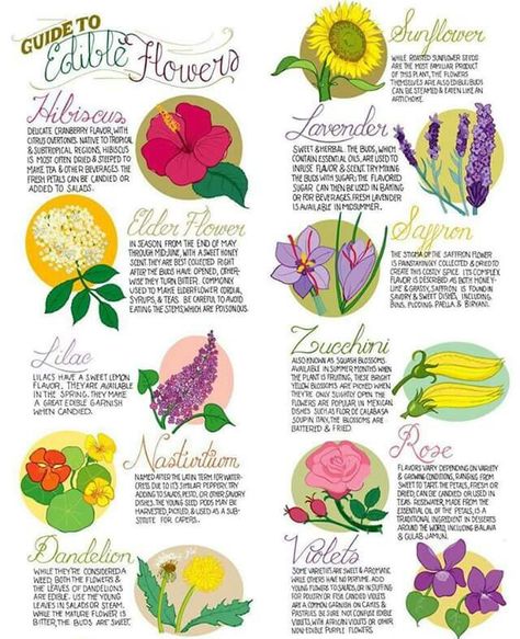 Edible flowers chart Endive Appetizers, Edible Flower Garden, Flowers Recipes, Edible Weeds, Lavender Ice Cream, Edible Flowers Recipes, Flower Recipes, Pineapple Sage, Candy Flowers