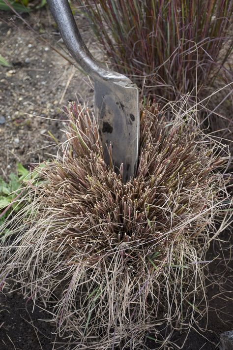 Types Of Ornamental Grasses, Landscaping Grasses, Tall Grass Landscaping, Perennial Meadow, Outdoor Shrubs, Smart Gardening, Ornamental Grass Landscape, Mary's Garden, Maine Garden